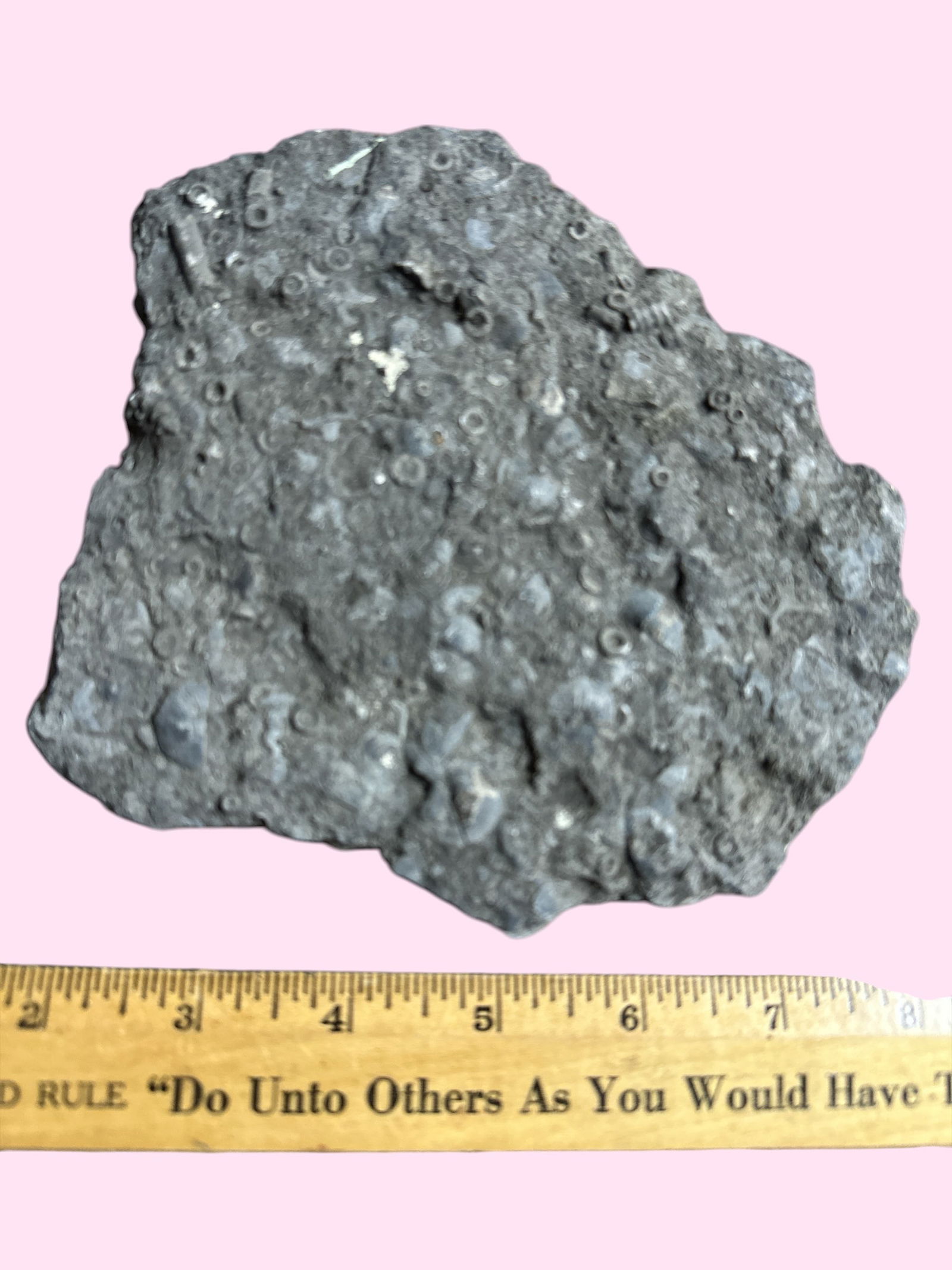 Thin Rock Slab with Fossils (1 of 2)