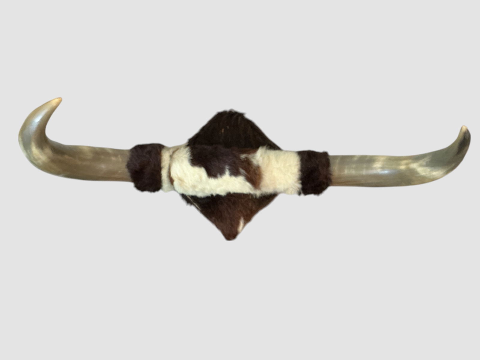 Steer Horn Wall Mount (1 of 3)