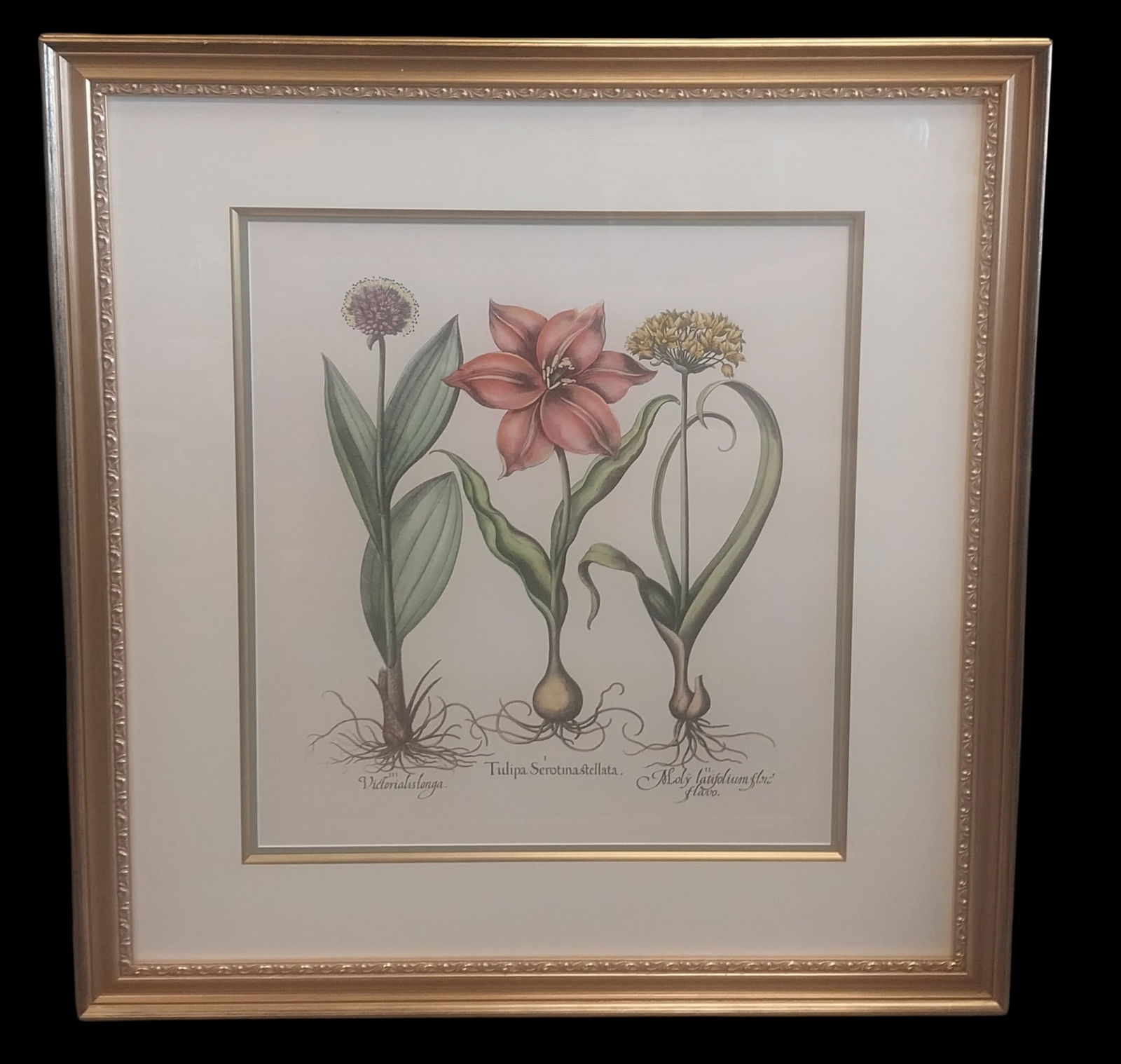 Botanical Lithograph Framed Matted and Underglass (1 of 2)