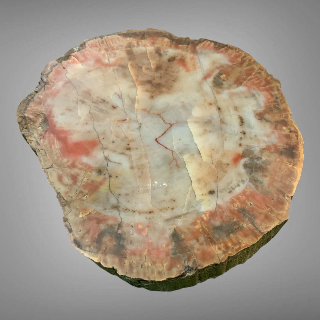 Polished Petrified Wood Slice: Polished Petrified Wood Slice. About 1"" thick and 5 1/2" x 6". .>>>>>>>>>>>>>>READ—-READ—-READ—-Shipping for this lot is available ONLY THROUGH LIVEAUCTIONEERS/LIVESHIPPING. We advise all bidde