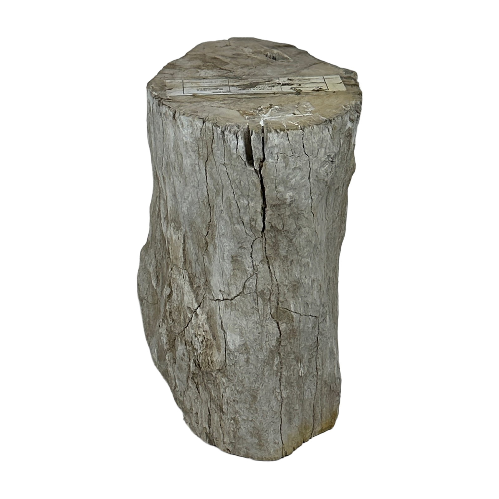 Petrified Wood Stump Side Table 18.25": A striking piece of natural petrified wood stump with raw, organic edges and a beautifully aged surface. This sculptural piece can serve as a side table, stool, plant stand, or decorative pedestal.