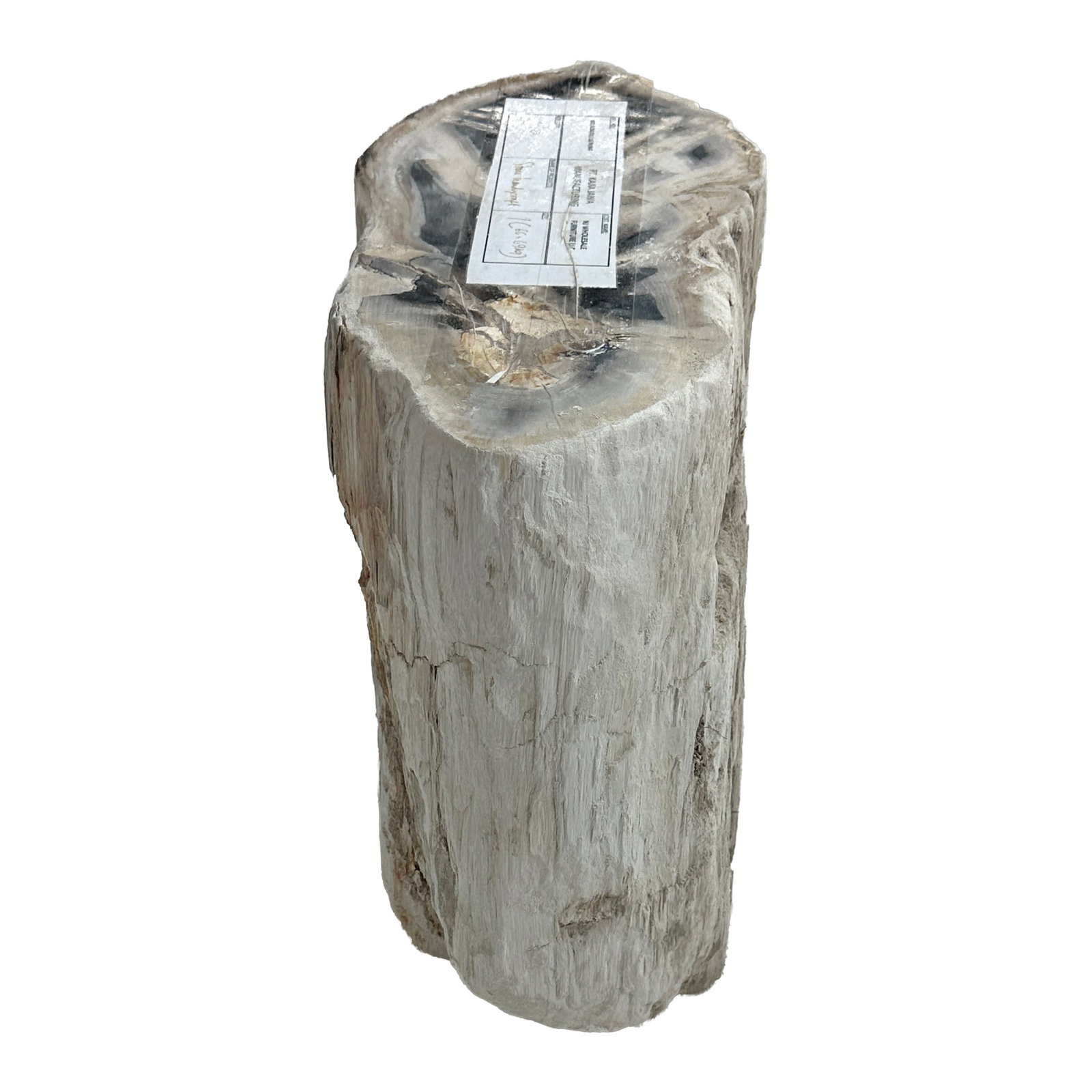 Petrified Wood Stump Side Table 17.25": A striking piece of natural petrified wood stump with raw, organic edges and a beautifully aged surface. This sculptural piece can serve as a side table, stool, plant stand, or decorative pedestal.