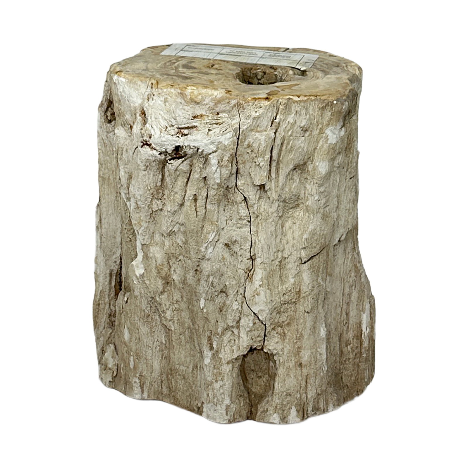 Petrified Wood Stump Side Table 20": A striking piece of natural petrified wood stump with raw, organic edges and a beautifully aged surface. This sculptural piece can serve as a side table, stool, plant stand, or decorative pedestal.