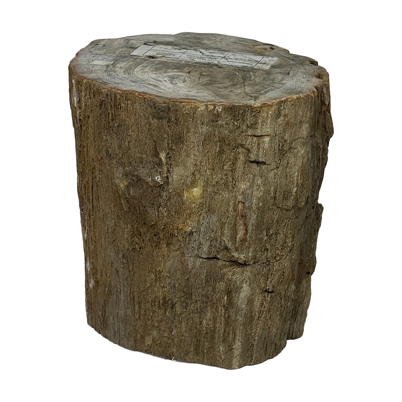 Petrified Wood Stump Side Table 18": A striking piece of natural petrified wood stump with raw, organic edges and a beautifully aged surface. This sculptural piece can serve as a side table, stool, plant stand, or decorative pedestal.