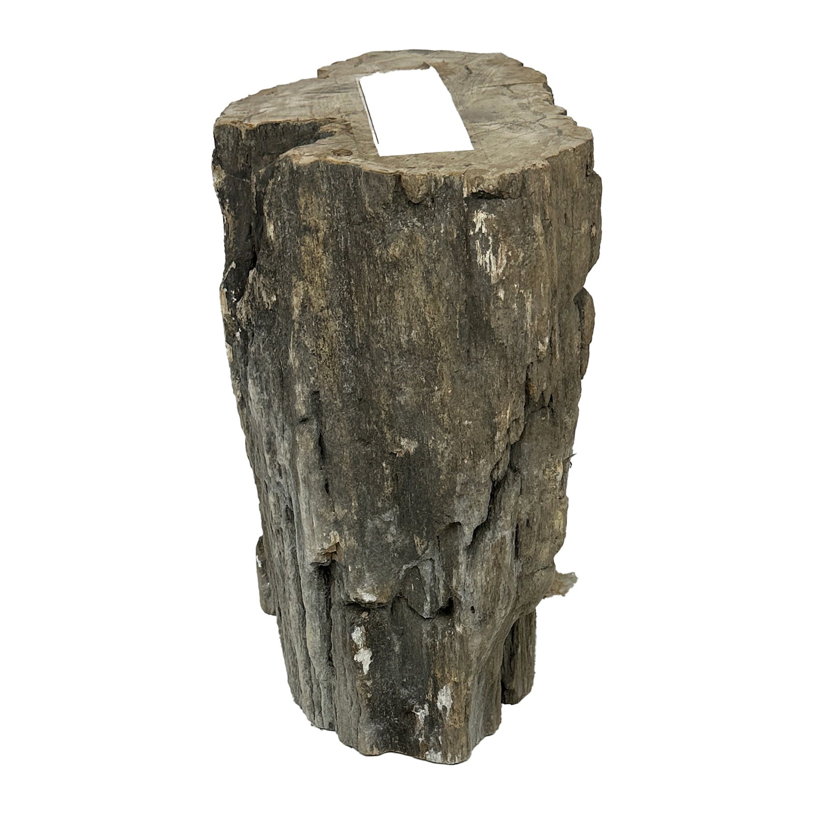 Petrified Wood Stump Side Table 20.5": A striking piece of natural petrified wood stump with raw, organic edges and a beautifully aged surface. This sculptural piece can serve as a side table, stool, plant stand, or decorative pedestal.
