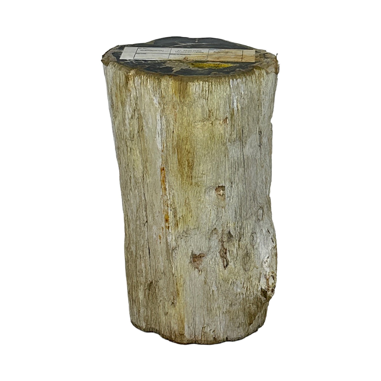 Petrified Wood Stump Side Table 19.5" (1 of 3)