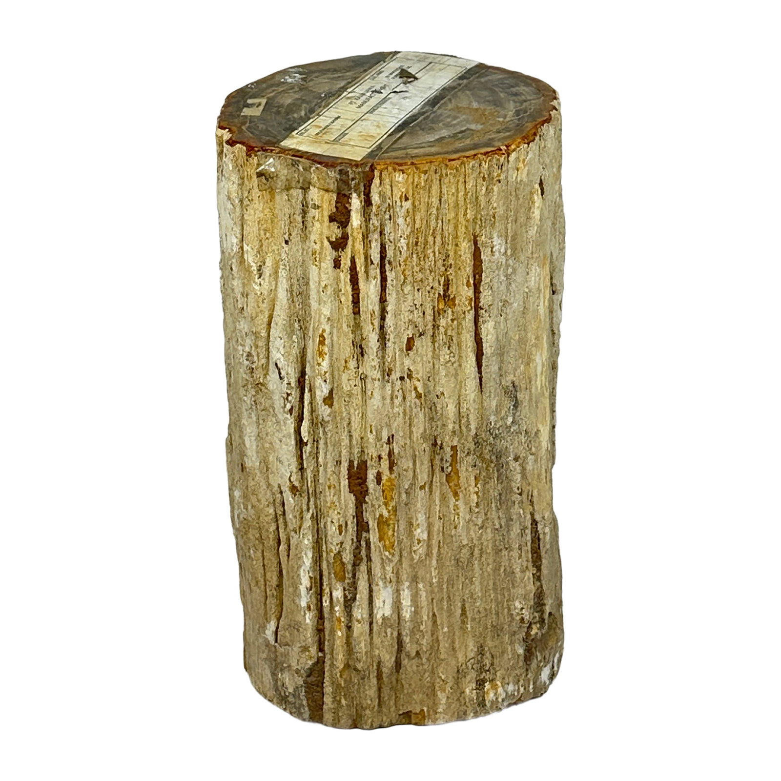 Petrified Wood Stump Side Table 20": Natural petrified wood stump with raw organic edges, aged surface character, and distinctive grain, cracks, and textural variation. Its tall sculptural form works well as a side table, accent stool,