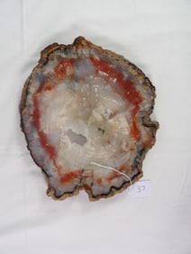 Petrified wood