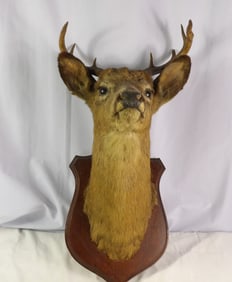 7-Point Deer Mount