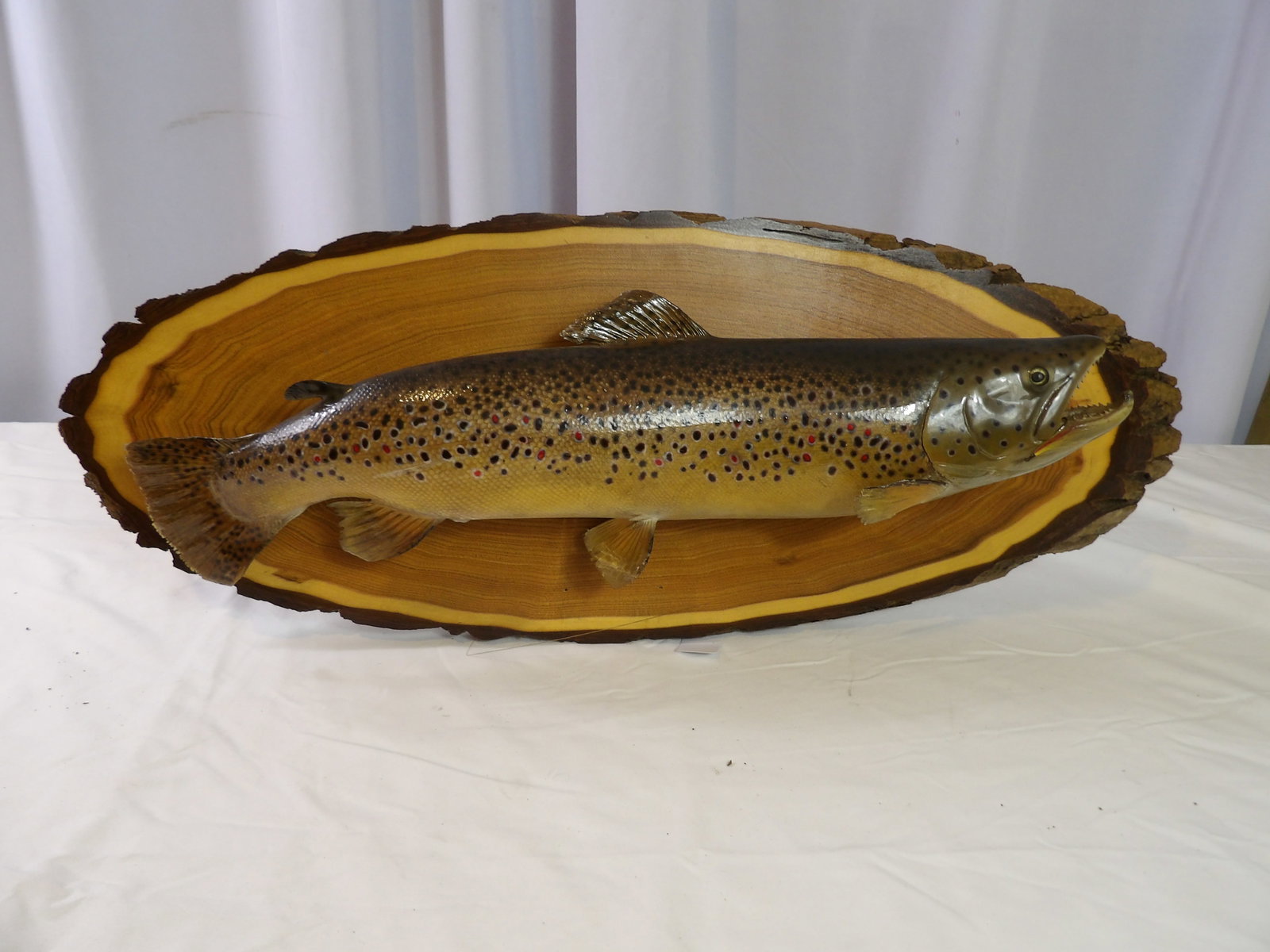 Trout on Butternut Wood (1 of 4)
