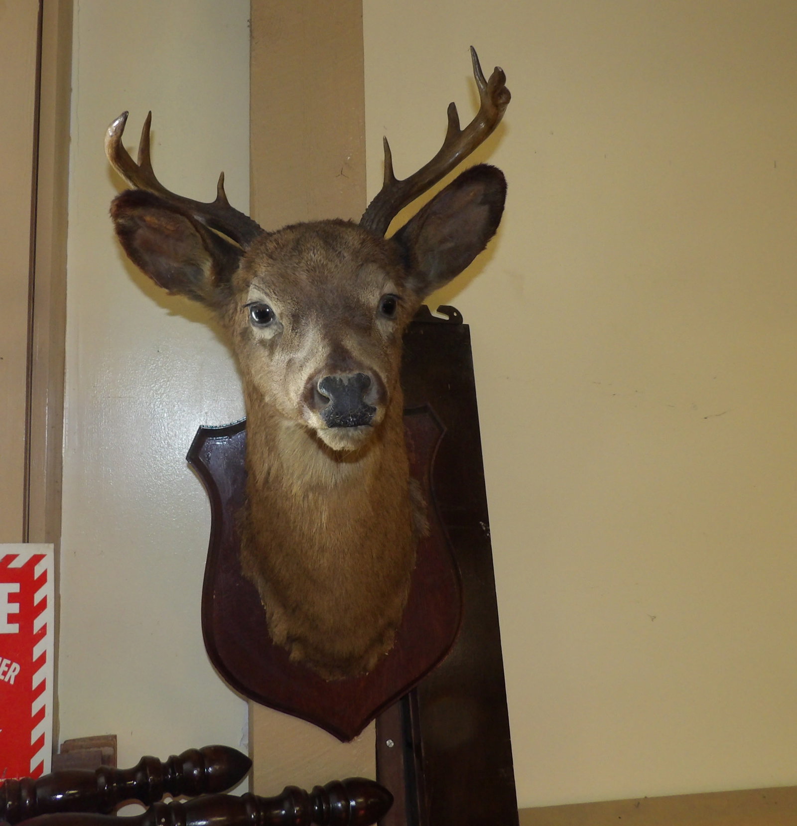 Early Deer Mount (1 of 5)