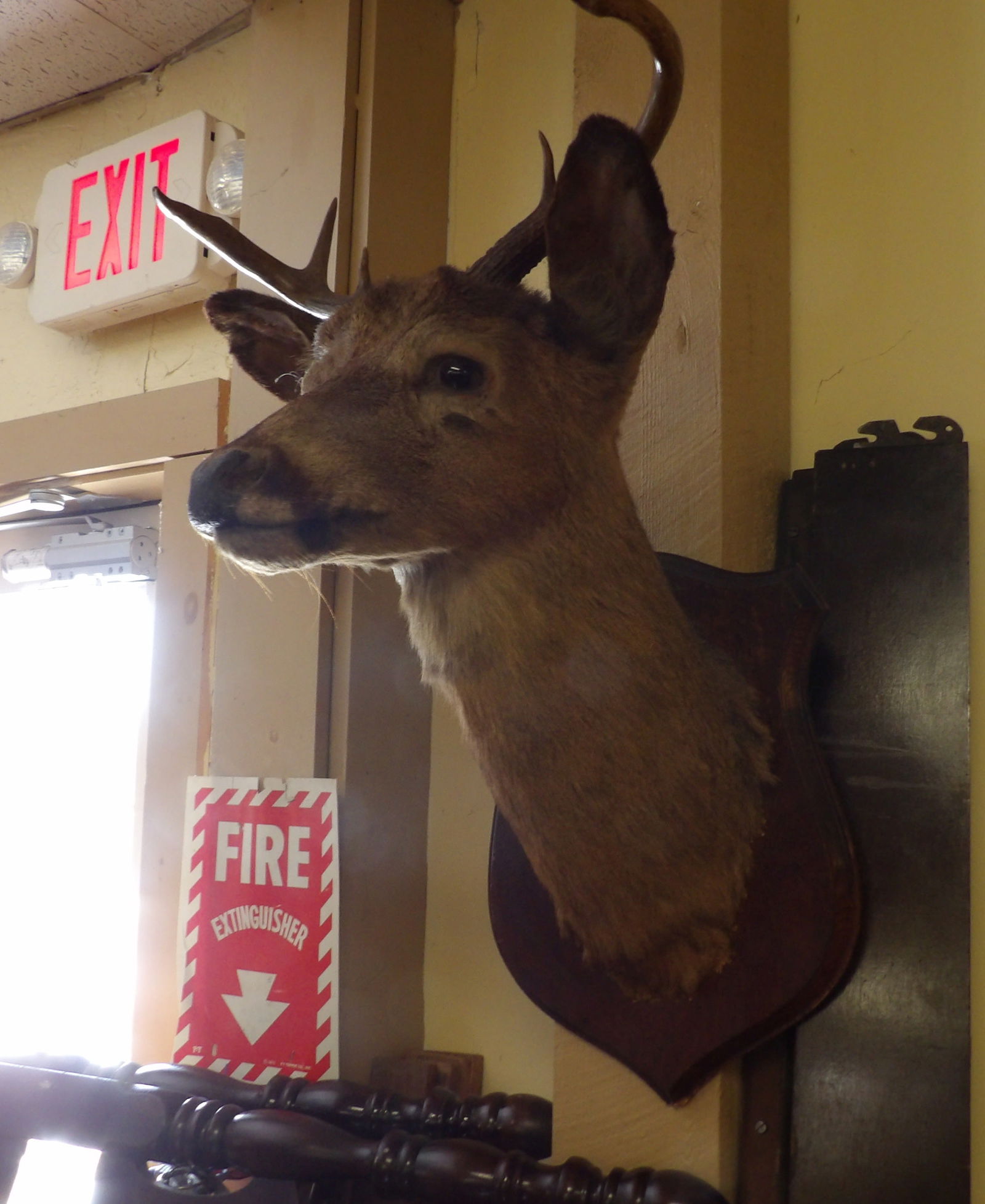 Early Deer Mount - 3