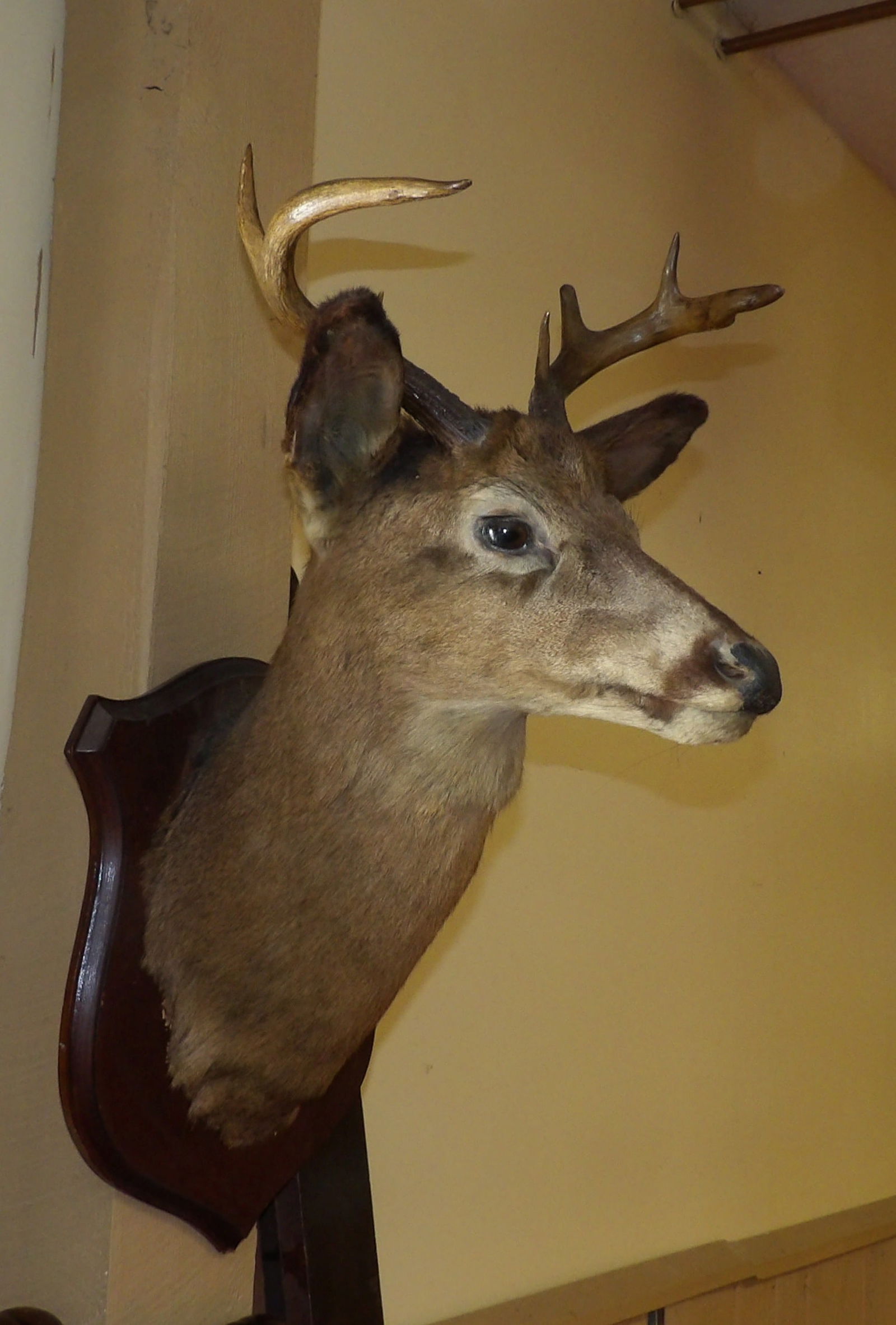 Early Deer Mount - 5