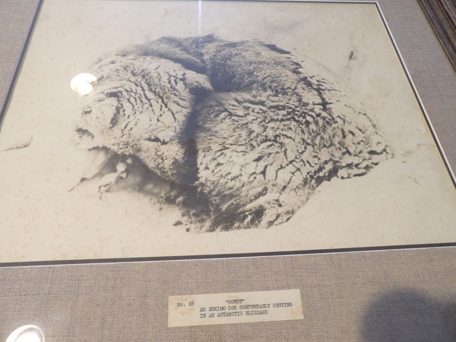 Framed Numbered Photo: 21" X 24" "Rowdy" Numbered Photo from Original Negatives Documenting Bird's Antarctic Expedition. All measurements approximate. Please see photos for condition and details. Selling as is from