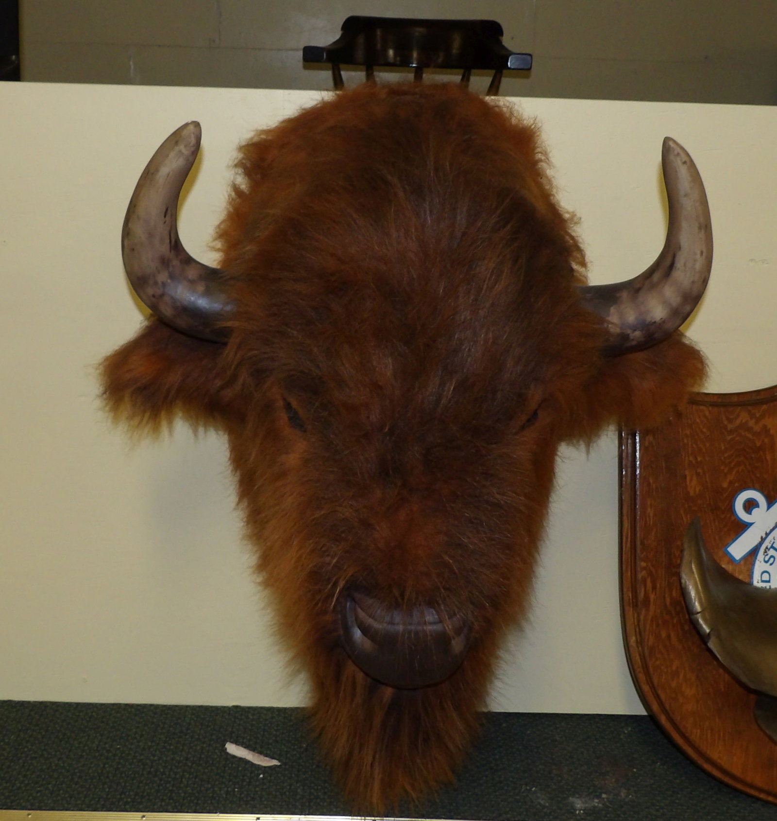 Taxidermy Shoulder Mount: Faux Bison Taxidermy Shoulder Mount. All measurements approximate. Please see photos for condition and details. Selling as is from 04281.