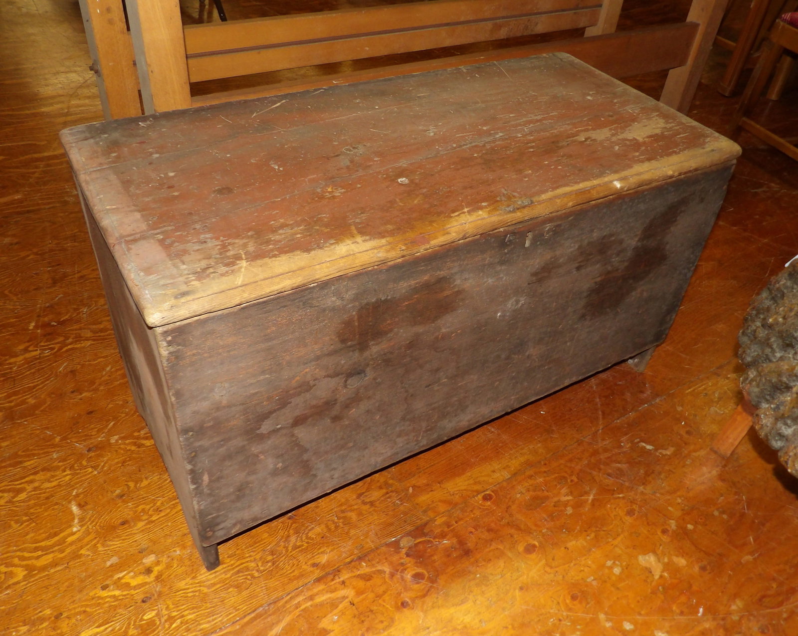 Early Pine Trunk - 2