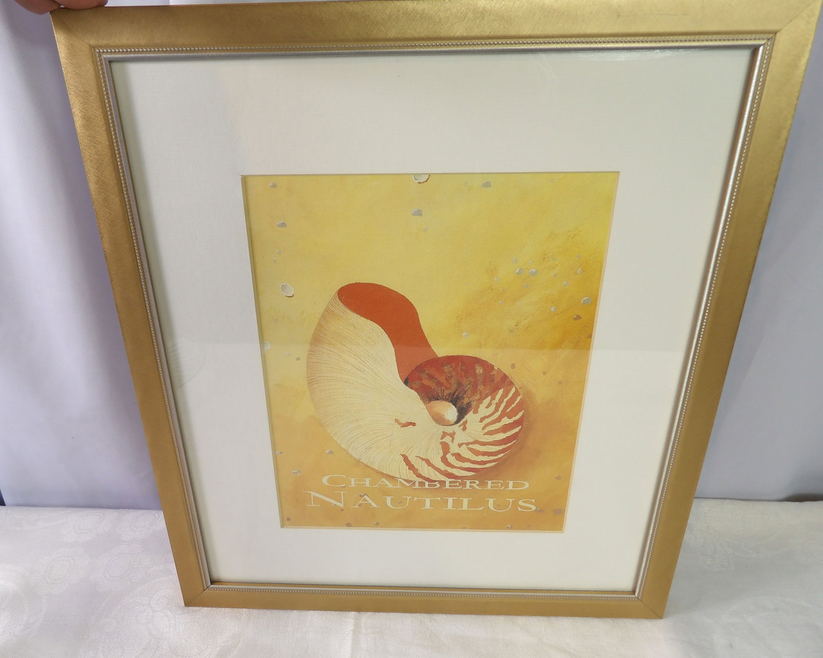 Framed Nautilus Art Print: Framed Chambered Nautilus Art Print, 14" X 16". All measurements approximate. Please see photos for condition and details. Selling as is from 04281.
