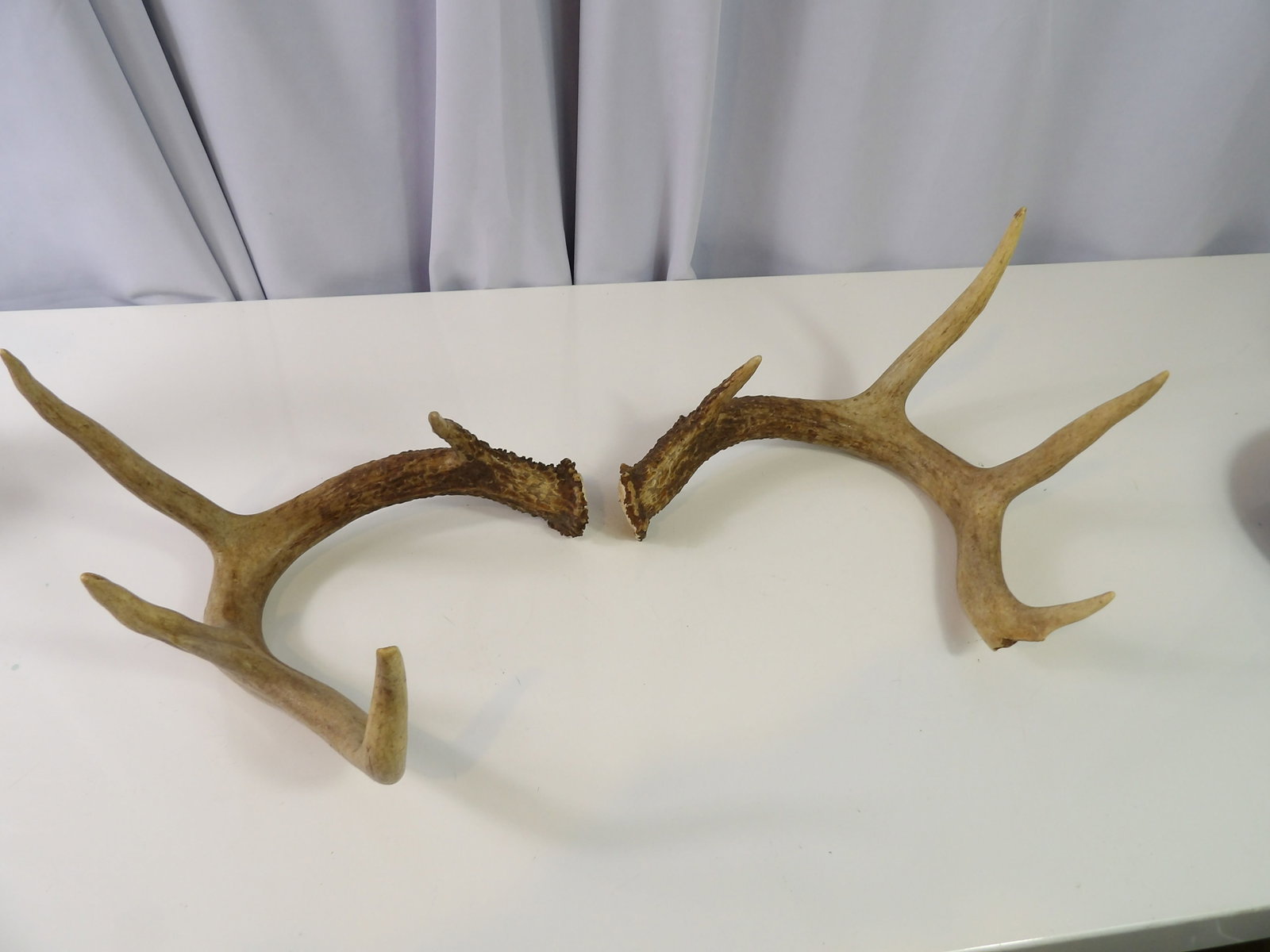 Pair of Deer Antlers (1 of 4)