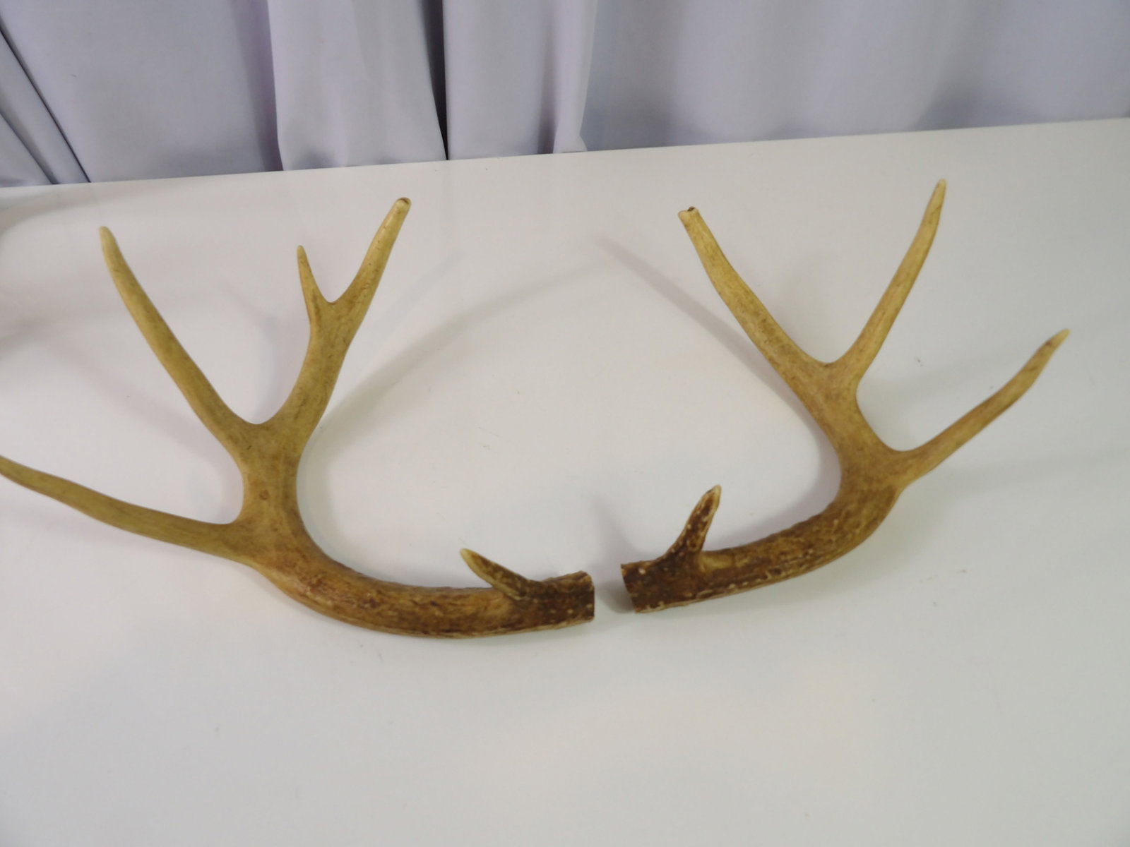 Set of Mule Deer Antlers (1 of 4)