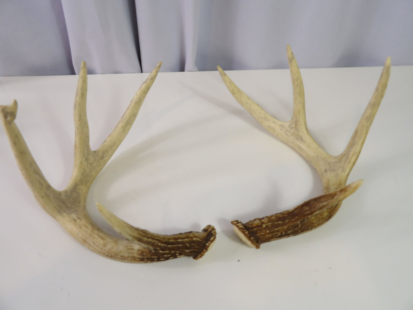 Pair of Deer Antlers (1 of 4)