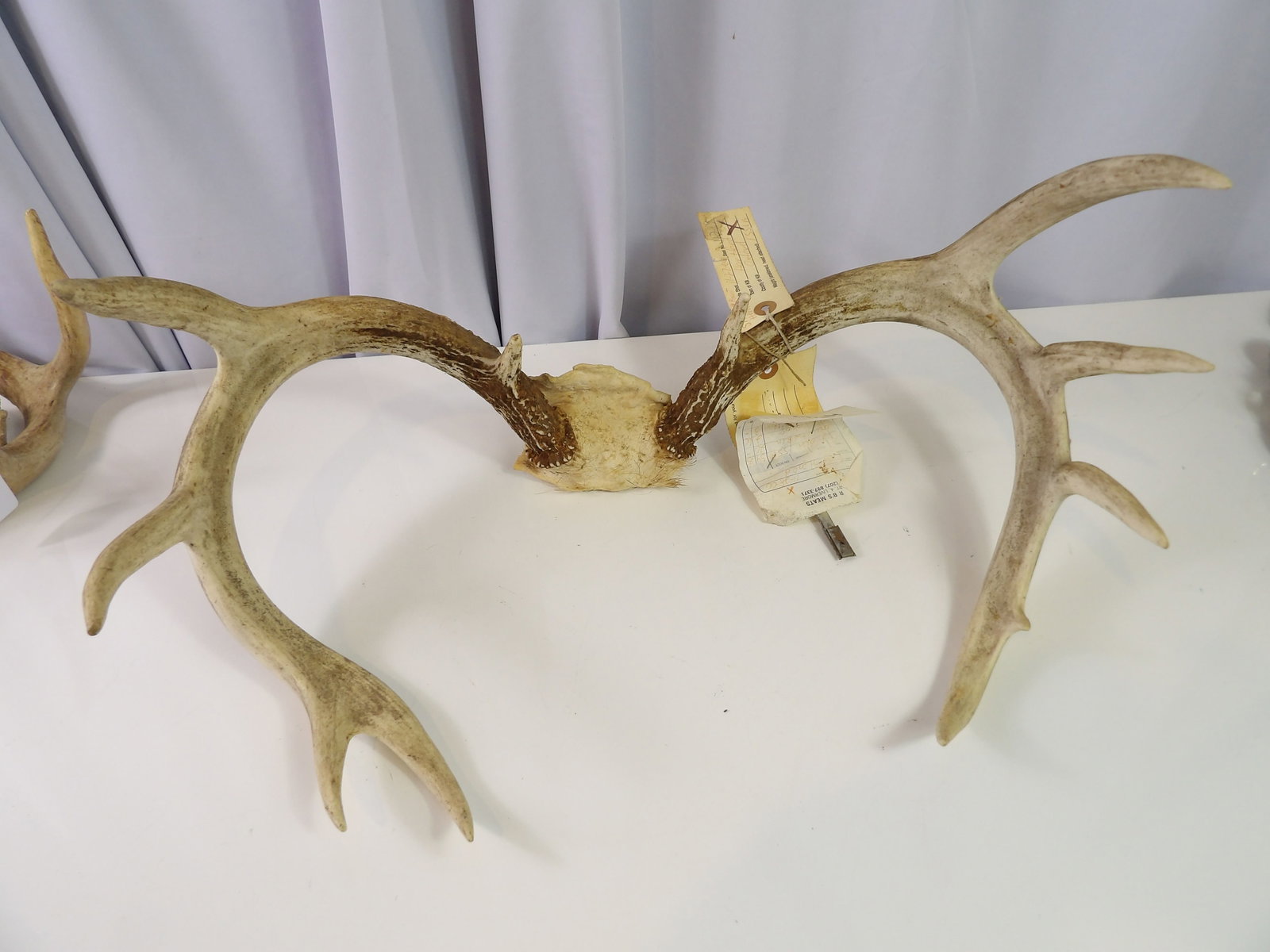 Pair of Deer Antlers (1 of 4)