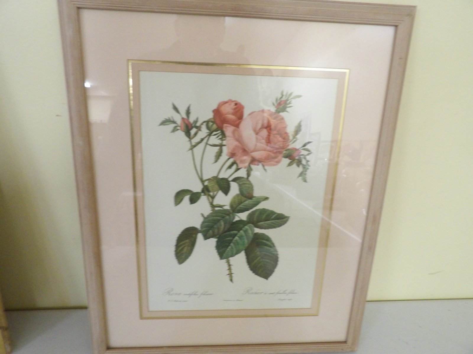 Botanical Print, Rosa Centifolia by P.J. Redoute: Botanical Print of "Rosa Centifolia" By P.J. Redoute. 18" X 21". All measurements approximate. Please see photos for condition and details. Selling as is from 04281.