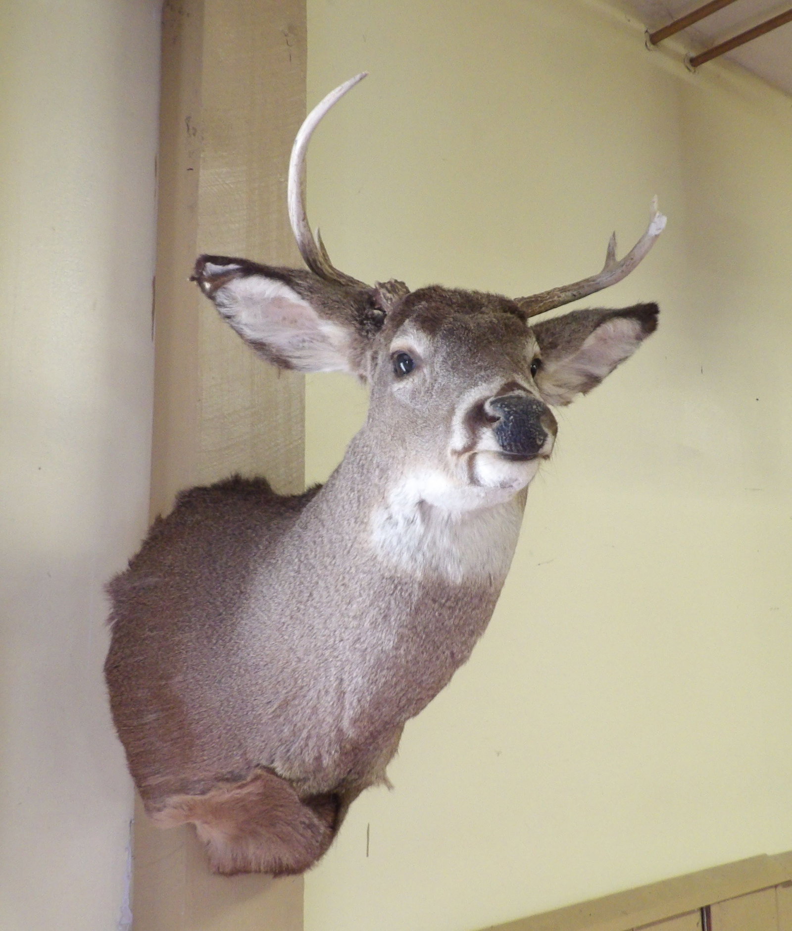 Whitetail Deer Head Mount (1 of 4)