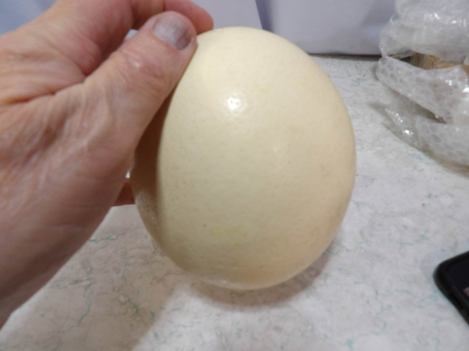 Natural Empty Ostrich Egg - 2