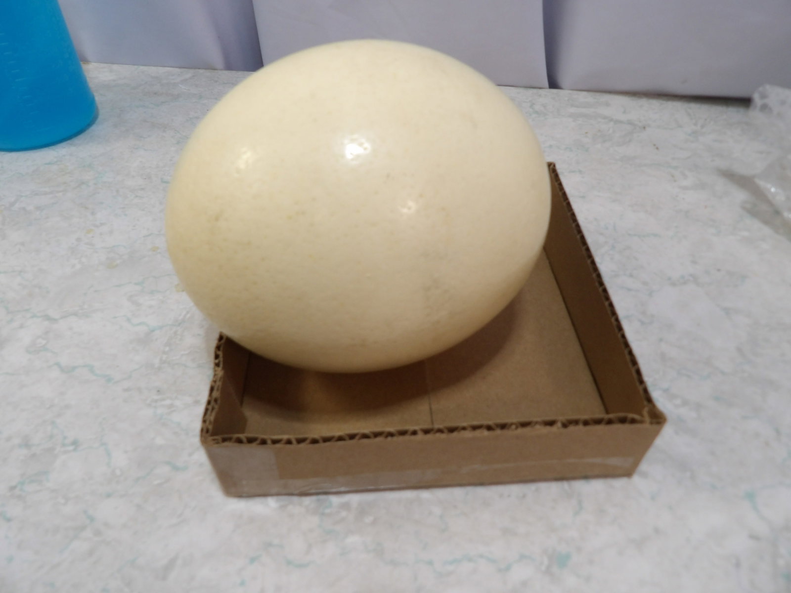 Natural Empty Ostrich Egg - 3