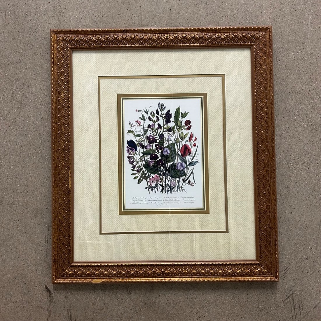 Vintage Botanical Print 'Lathyrus' Flowering Peas Framed Textured Mat Gold Gilt (1 of 7)