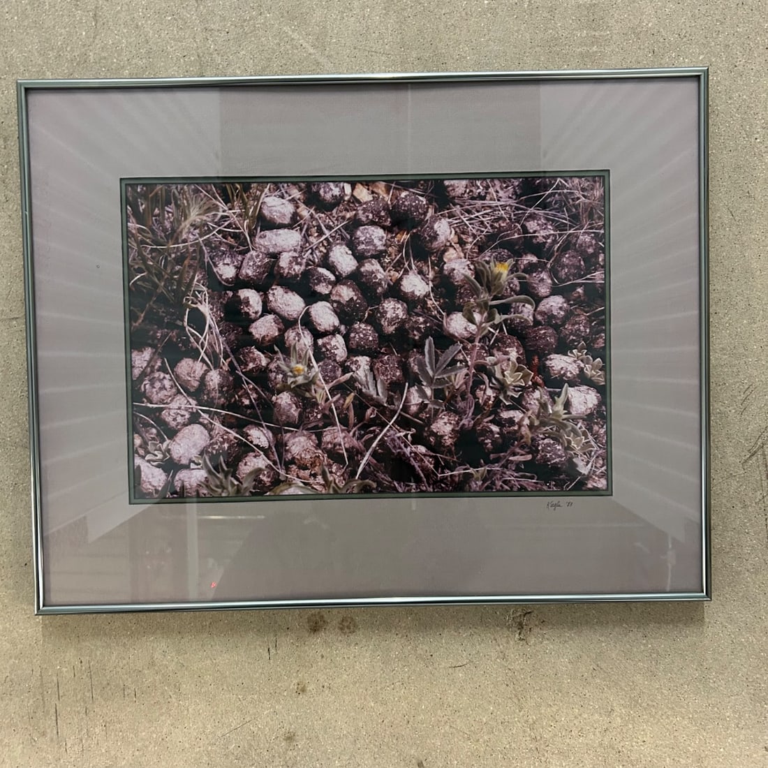 Framed Photograph "Klegler '83" Wildlife Nature Close-up Assemblage Art: This is a framed photographic print titled "Klegler '83," likely depicting a close-up of natural elements. The composition features a dense arrangement of what appear to be animal droppings interspers