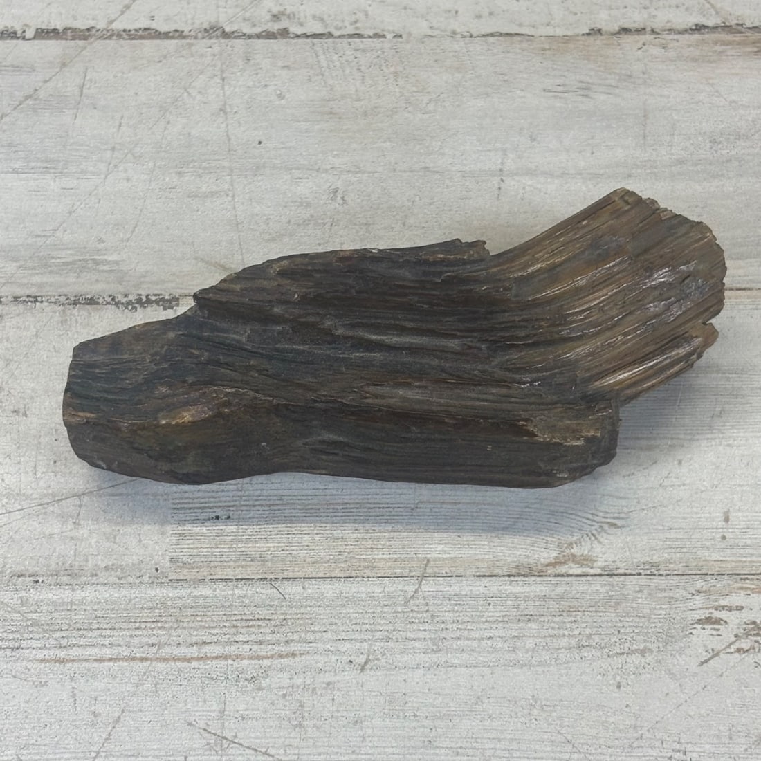 Petrified Wood Specimen Natural Earth Tone Fossil Wood Carving: This is a beautiful natural specimen of petrified wood, showcasing the intricate patterns preserved from ancient trees. The piece exhibits a rich earth-toned palette with deep browns and golden highli