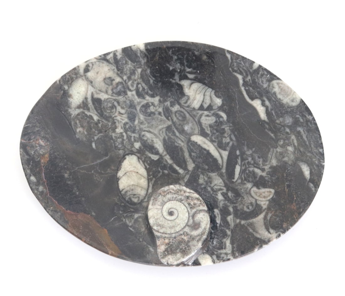Fossilized Ancient Ammonite Jewelry Dish: Beautifully polished fossilized ammonite dish with natural black and white coloring throughout with a well preserved ammonite to the face. Beautifully polished fossilized ammonite dish with natural