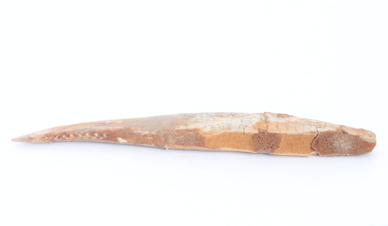 Fine Ancient Pterodactyls Beak - 4