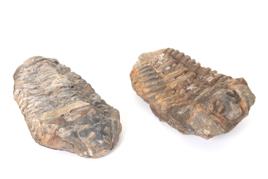 Pair of Ancient Trilobites (1 of 7)