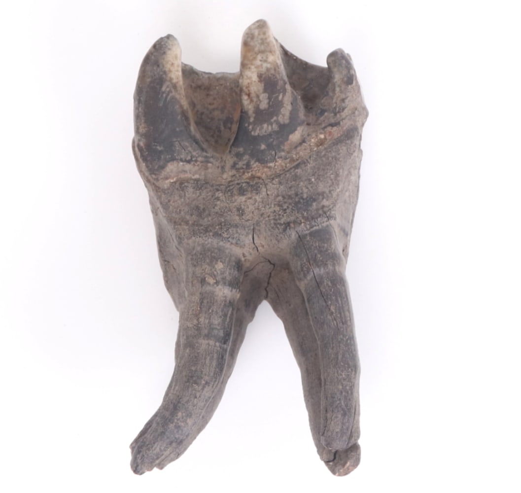 Ancient Fossilized Wooly Rhinoceros Molar (1 of 7)