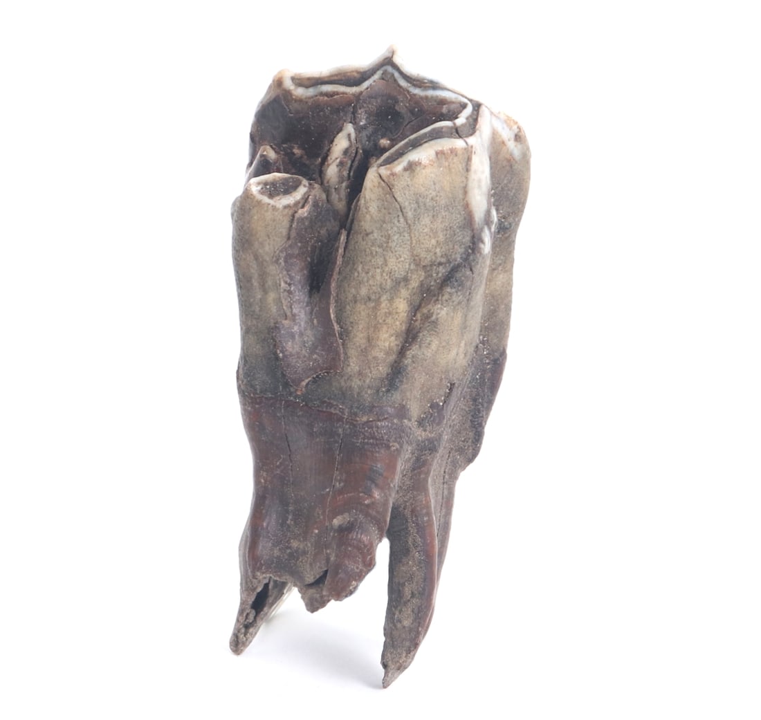Wooly Rhinoceros Molar, Youth (1 of 7)