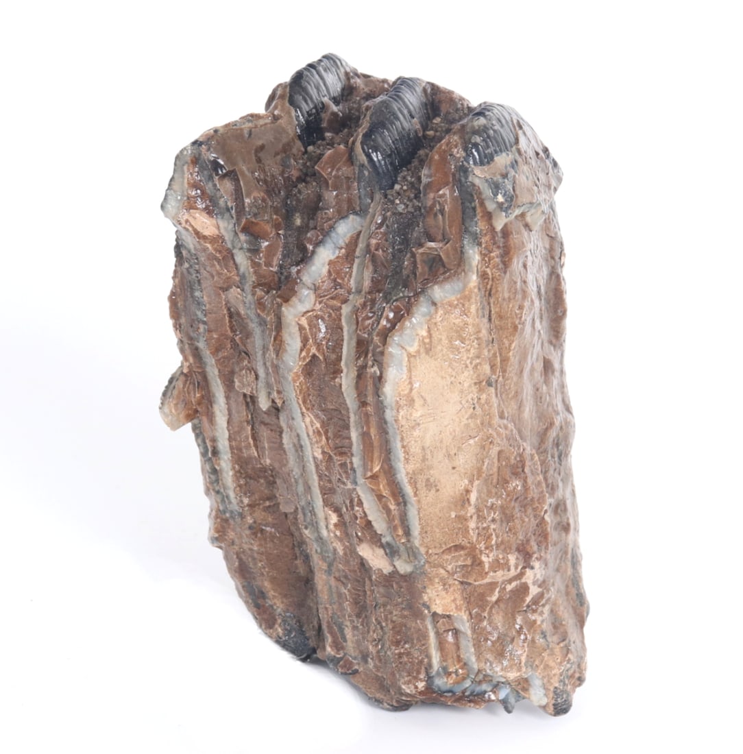 Handsome Ancient Wooly Mammoth Tooth Section (1 of 7)