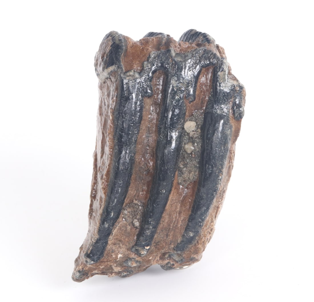 Handsome Ancient Wooly Mammoth Tooth Section - 4