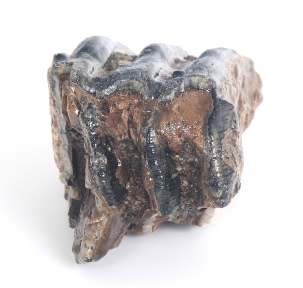 Handsome Ancient Wooly Mammoth Tooth Section - 5