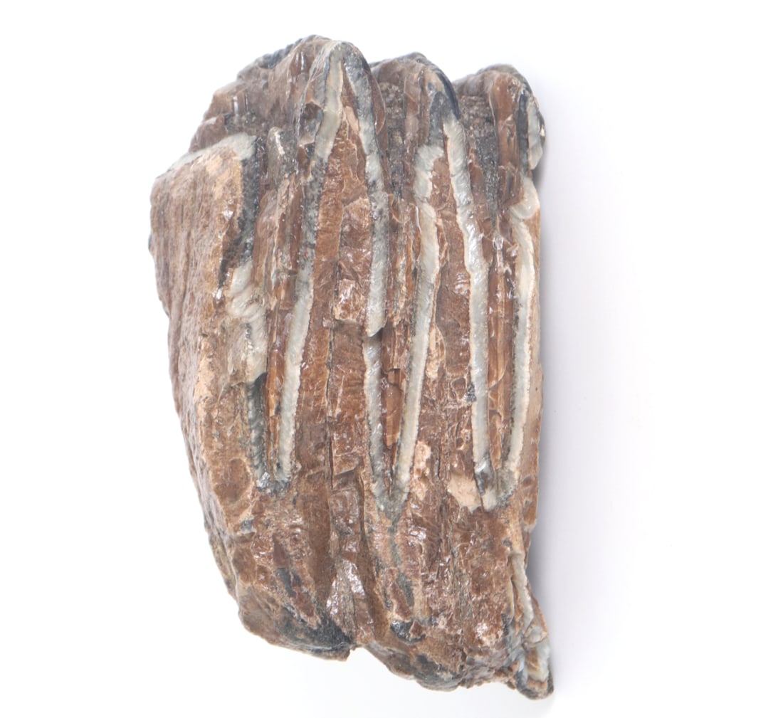 Handsome Ancient Wooly Mammoth Tooth Section - 6