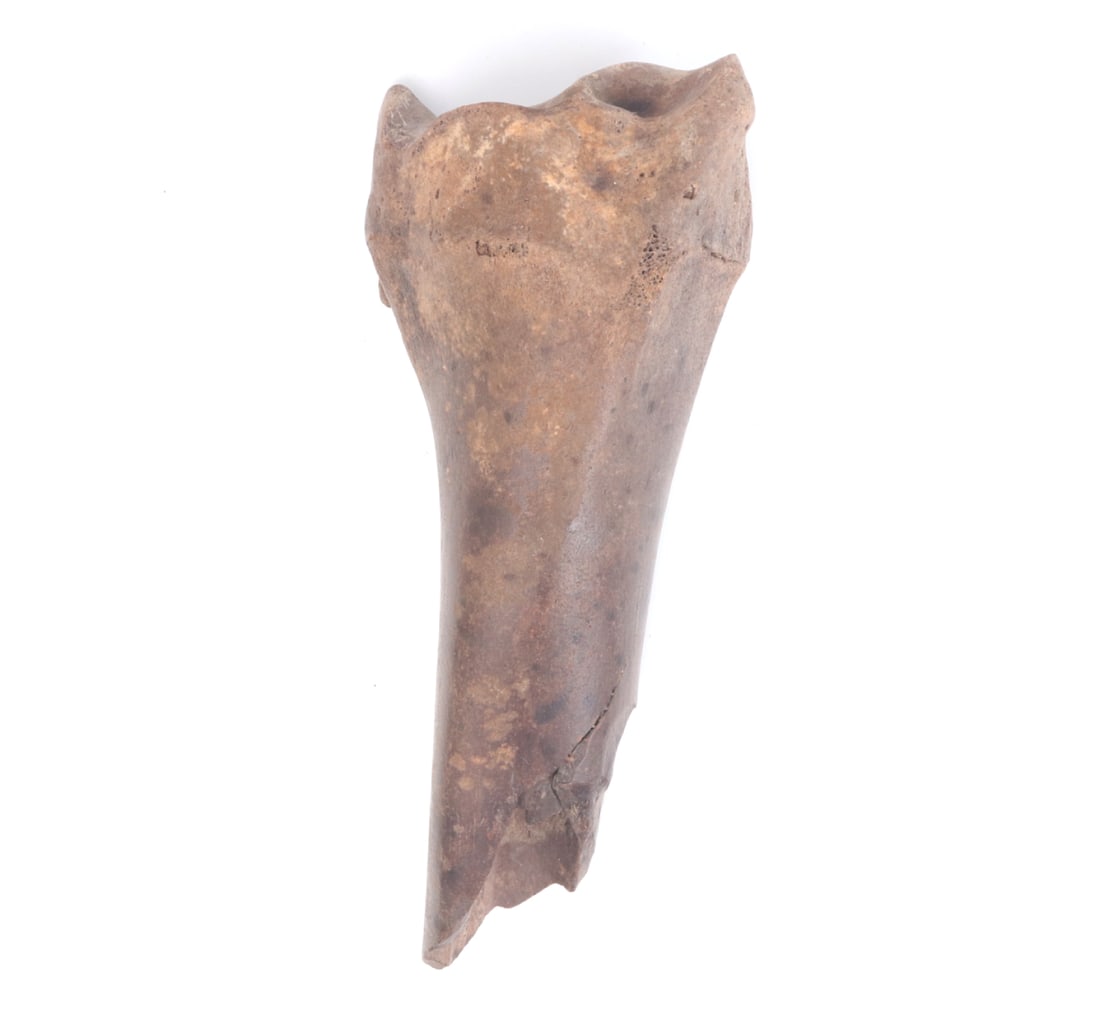 Nice Ancient Fossilized Tibia: Well preserved ancient fossilized tibia or limb bone from a large mammal, possibly a dinosaur. Dark to light brown patina throughout with a smooth cold surface. Size 8 1/2" L