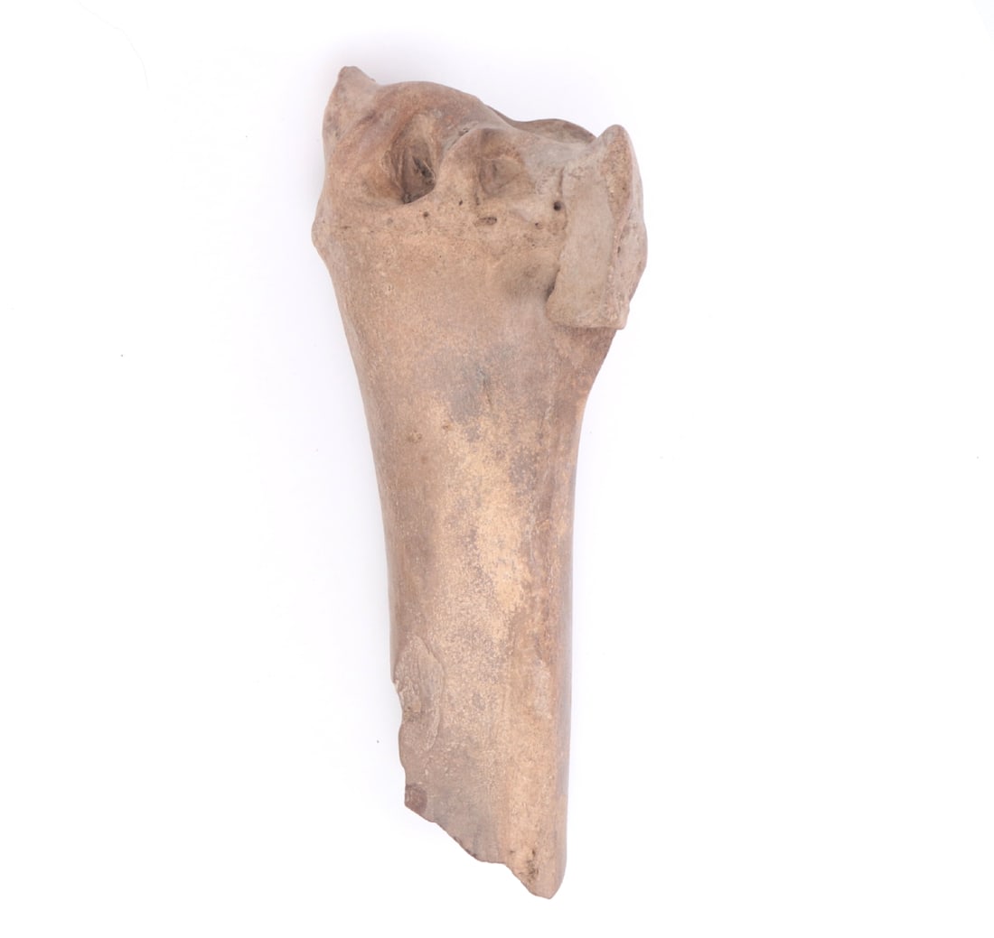Nice Ancient Fossilized Tibia - 2