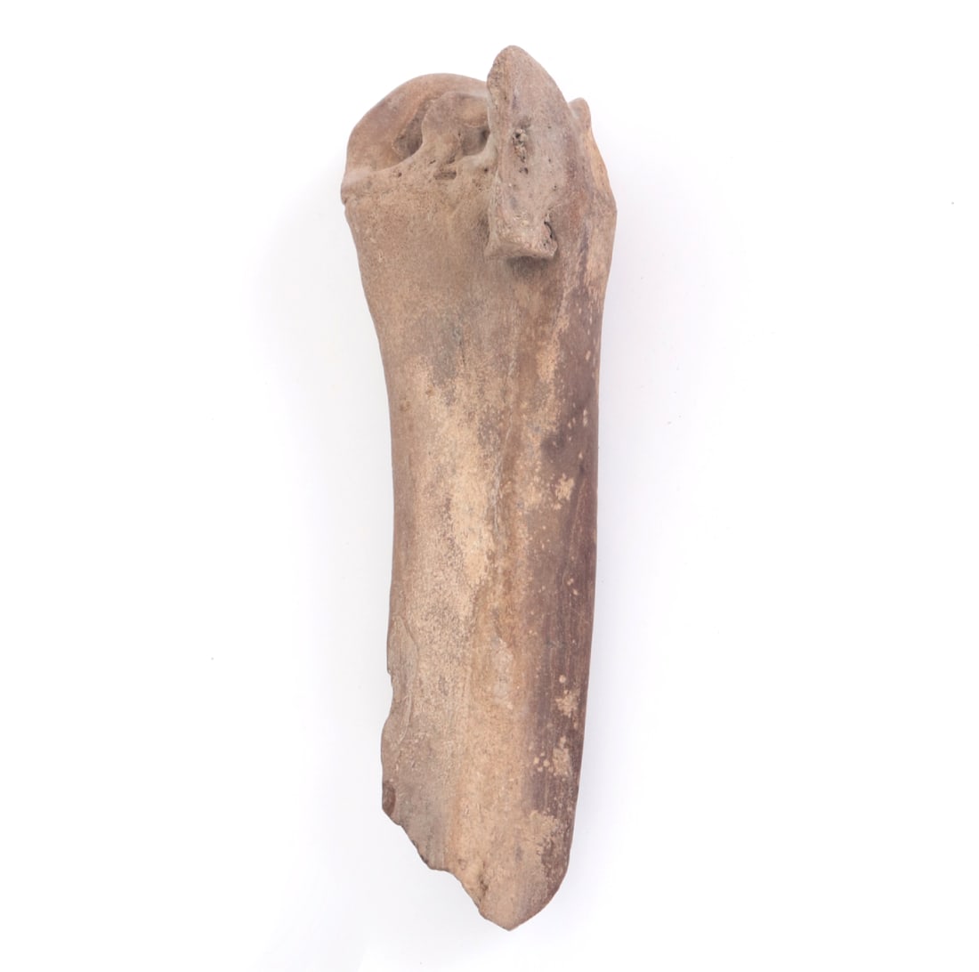 Nice Ancient Fossilized Tibia - 3