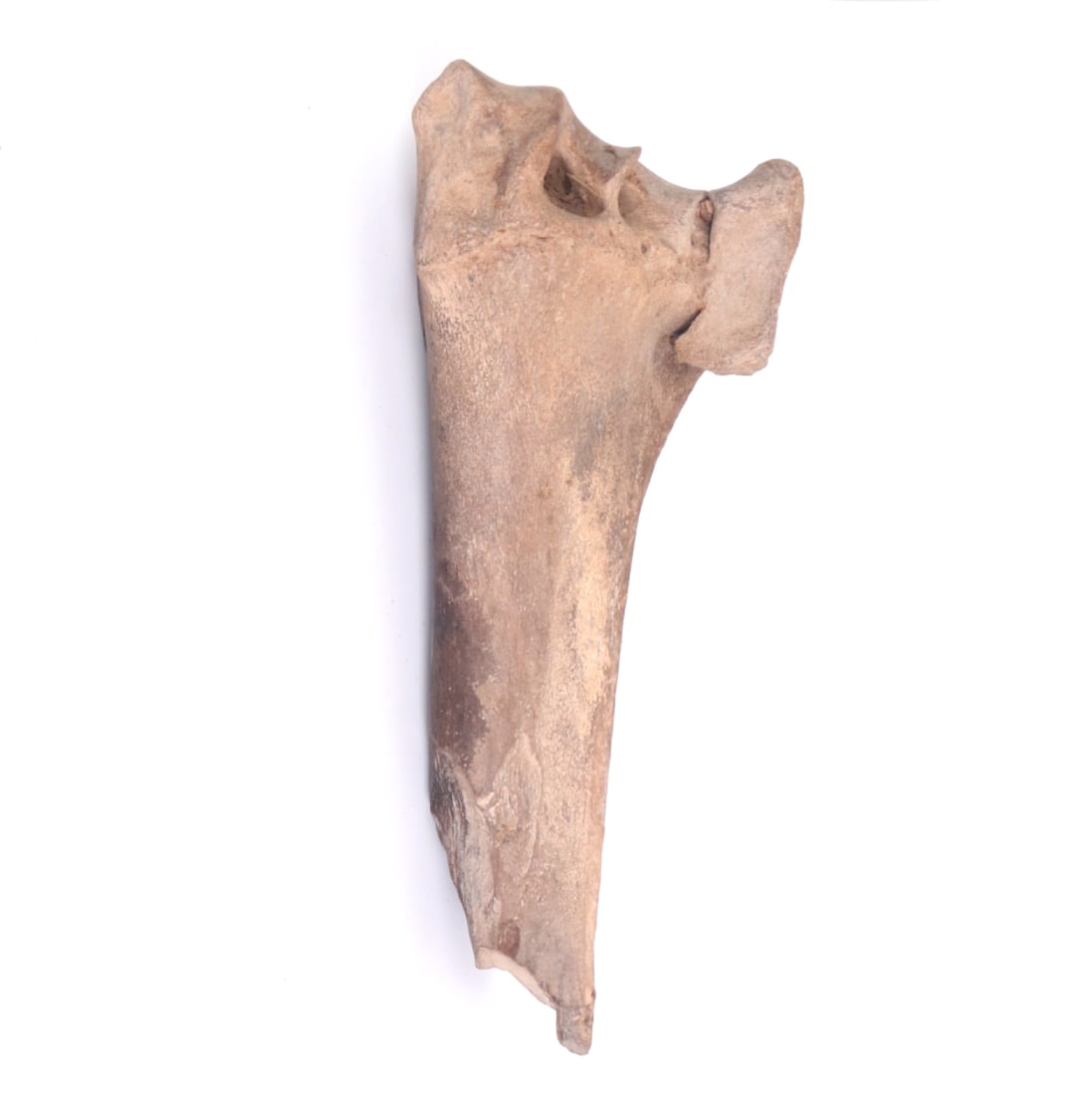 Nice Ancient Fossilized Tibia - 4
