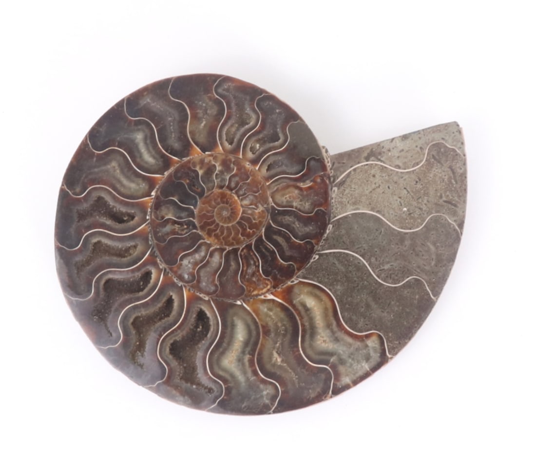 Fine Large Ancient Ammonite Specimen (1 of 6)