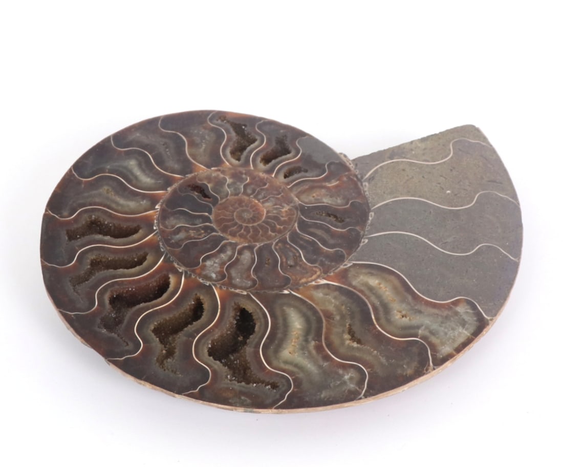 Fine Large Ancient Ammonite Specimen - 2