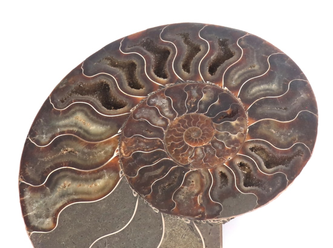 Fine Large Ancient Ammonite Specimen - 4