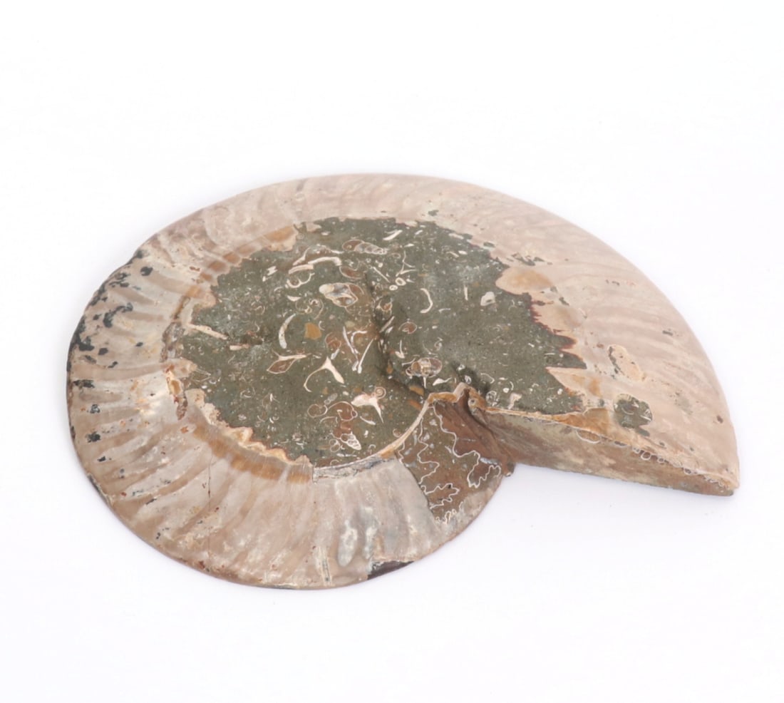 Fine Large Ancient Ammonite Specimen - 5