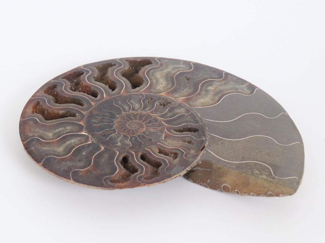 Gorgeous Large Ancient Ammonite Specimen (1 of 6)